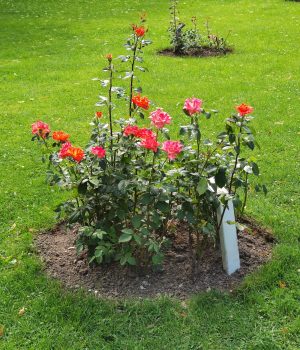 IMG_20250717_103512